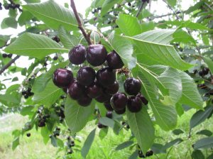 ripe cherries on trees (2) for web